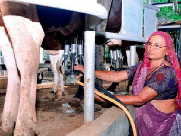 पशुपालन ये है कानुबेन का कारोबार