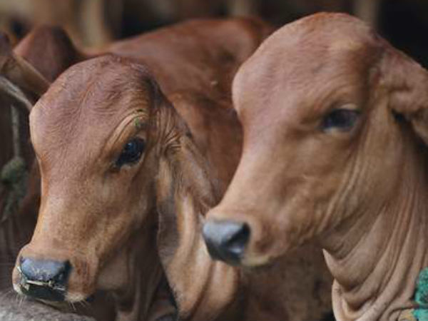 मिल चुके हैं कई सारे सम्मान 