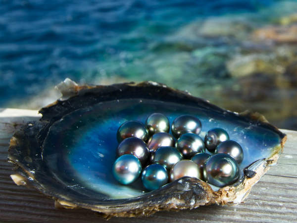 pearl farming pearl farming