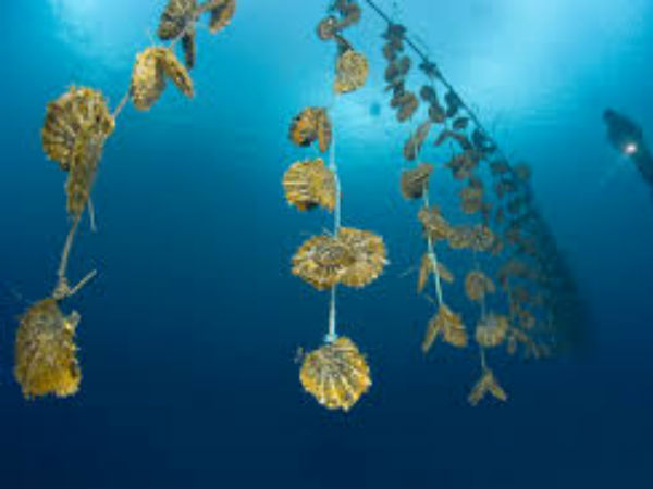 सीप में डालना होता है बीज