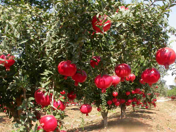 7 सर्वश्रेष्ठ किसान पुरस्कार अभी तक मिल चुके हैं 