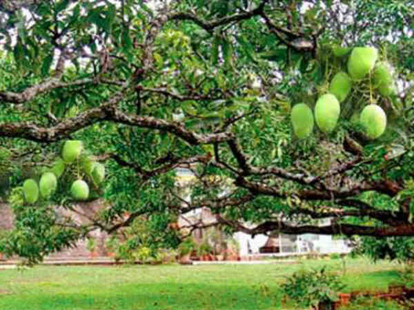 खूब होती है इस आम की एडवांस बुकिंग 