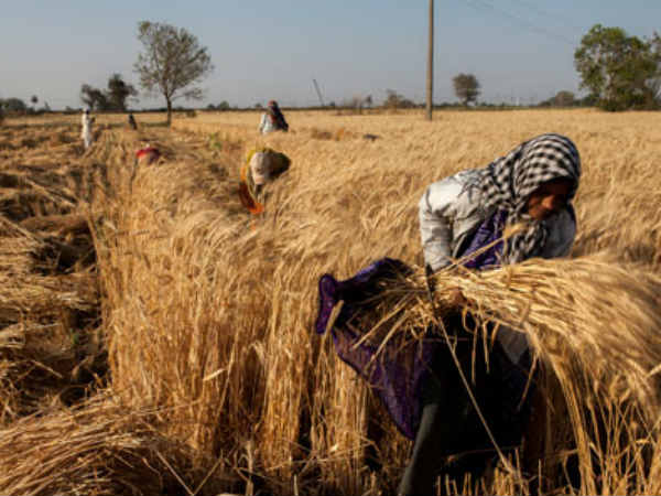 बंगाल के किसान नहीं पा रहे फायदा
