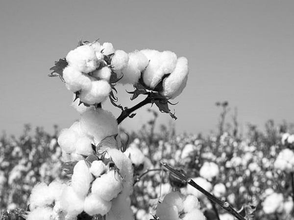 ये हैं पाकिस्तान में कॉटन उत्पादन के आंकड़े