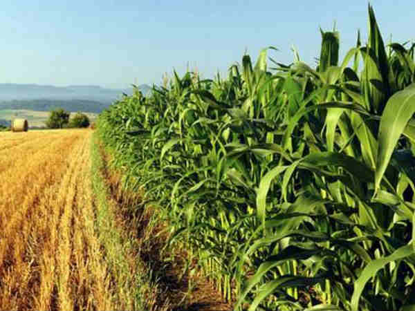 इन बातों का रखें ध्यान