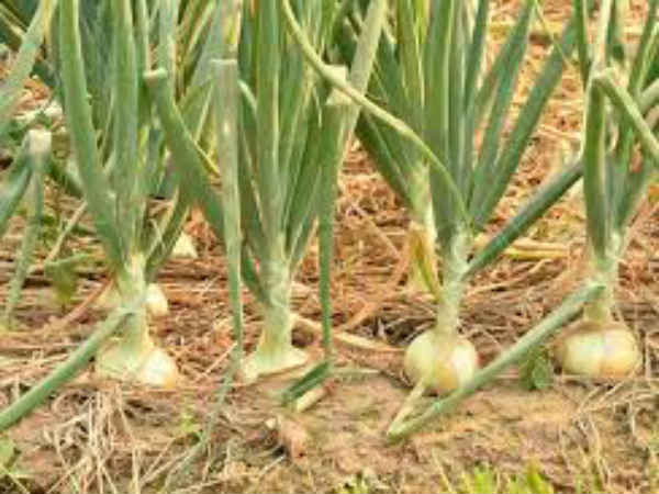 नाफेड बनायेगा बफर स्टॉक