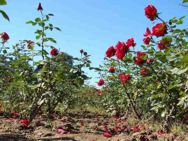 इनकी भी जिन्दगी फूलों की खेती ने बदली