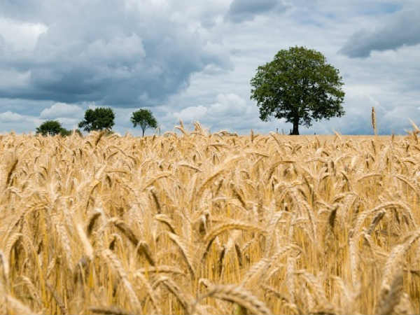 ऑनलाइन कराया जा सकता है पीएम किसान योजना के लिए पंजीकरण