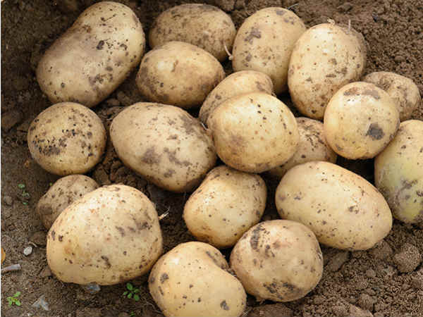 10 एकड़ जमीन से की शुरुआत