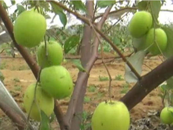 पानी की कमी के कारण बदला खेती का तरीका