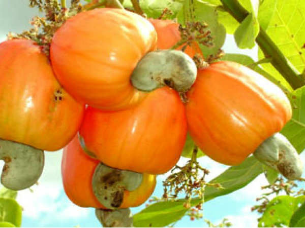 कृषि क्षेत्र में जुड़ेगा नया आयाम