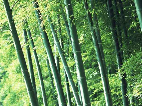 हर साल भारत में 14.6 मिलियन टन बांस का उत्पादन