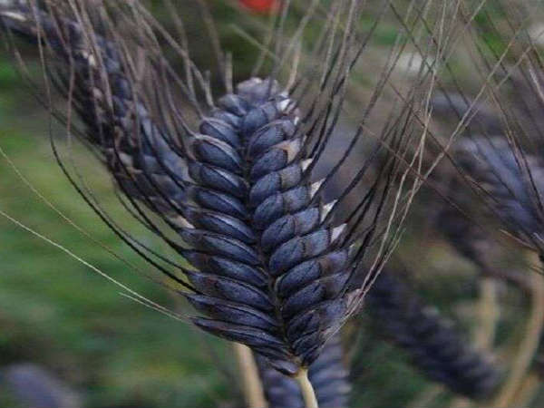 कितना मिलेगा दाम