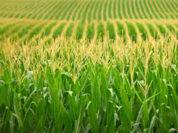 यहां है सबसे बुरे हालात