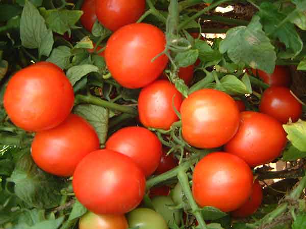 जान‍िए क्यों महंगा हुआ टमाटर