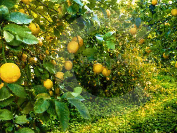 कितनी होती है कमाई