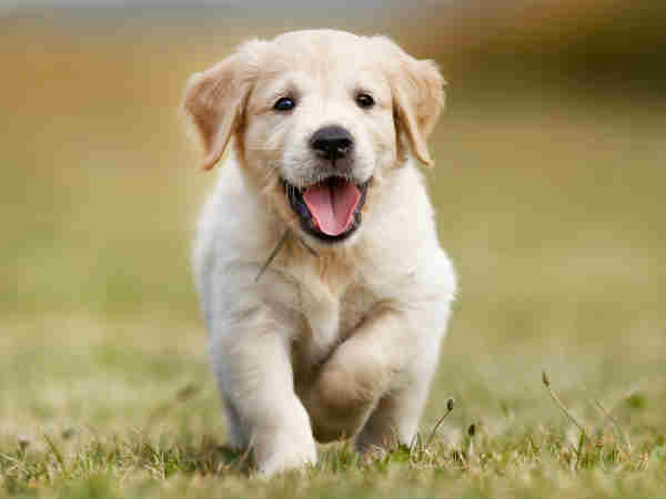  कुत्ता गायब या चोरी हो जाने पर भी म‍िलेगा कवर 