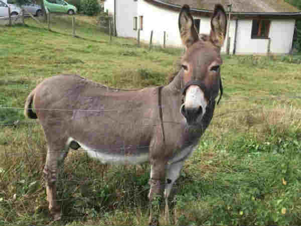  जानि‍ए कहां बनती ये पनीर 