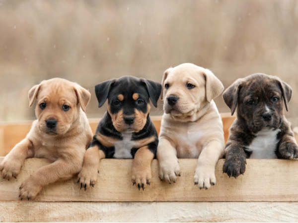  बीमा पॉलिसी में 4 तरह के विकल्प 