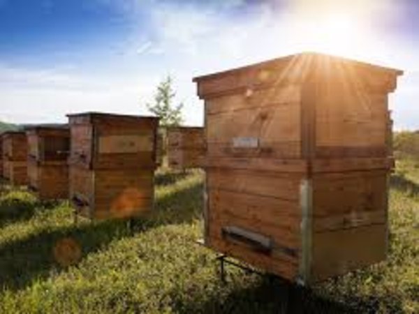 जानिए हनी प्रोसेसिंग प्लांट से कितनी हो सकती है कमाई