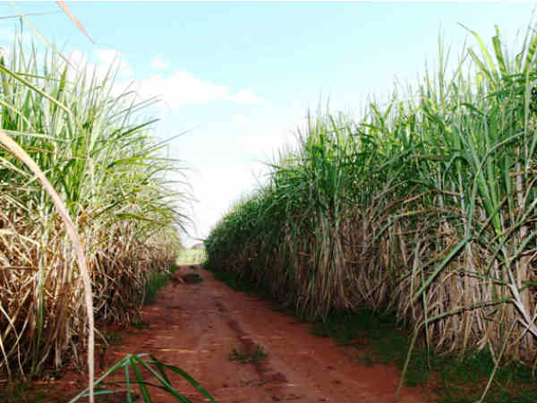 किसानों का हजारों करोड़ रु बकाया