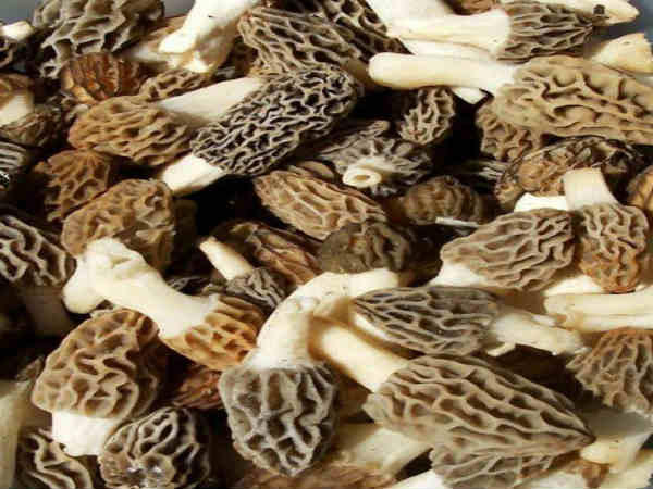 हेल्थ के लिए फायदेमंद