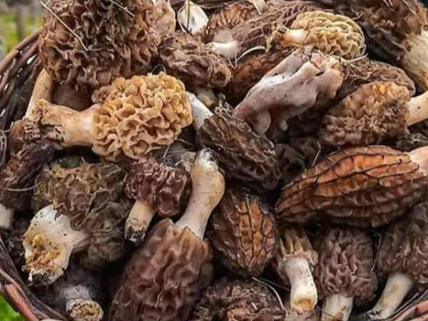 क्या-क्या डिश होती है तैयार