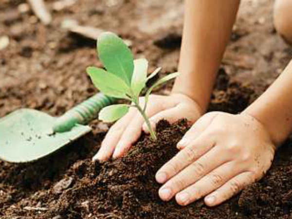 इन फलों के पेड़ लगेंगे