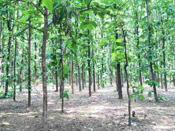 फार्मिंग सेक्टर को नुकसान से घटे पेड़