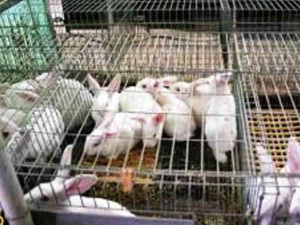 कैसे बिकते हैं खरगोश