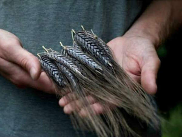 कब तक है इस गेहूं की बुवाई का मौका