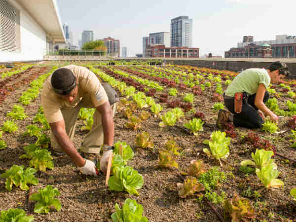 कैसे होगी छत पर खेती