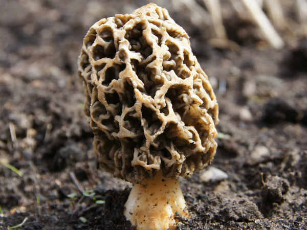 सोने से टक्कर लेती है कीमत