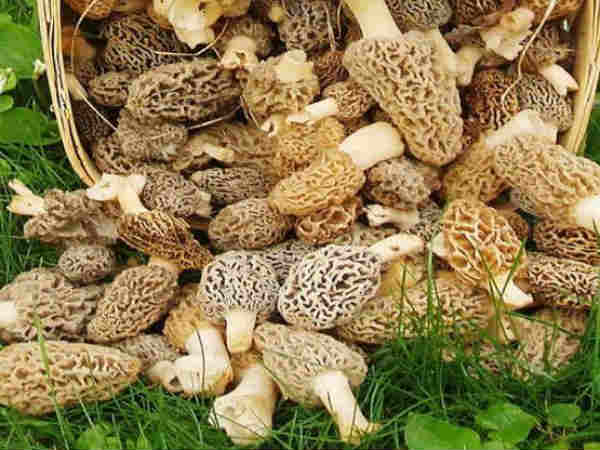 इन देशों में डिमांड सबसे ज्यादा