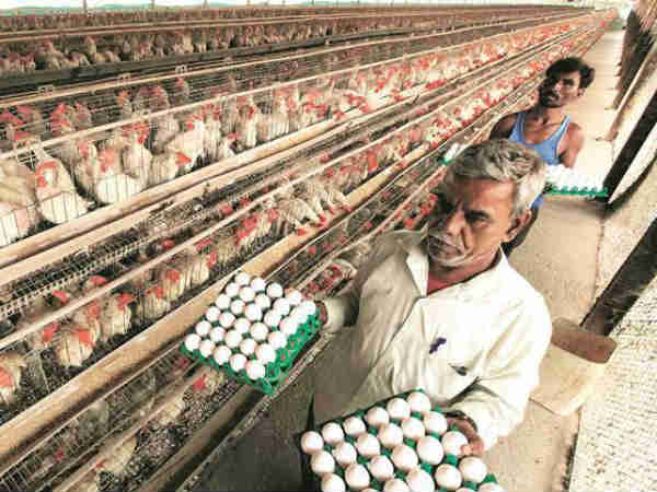 क्यों हुई मुर्गियों की संख्या कम