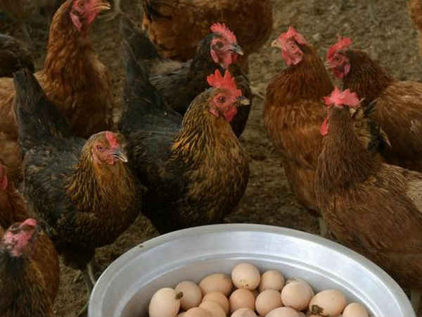 साल में कितनी कमाई