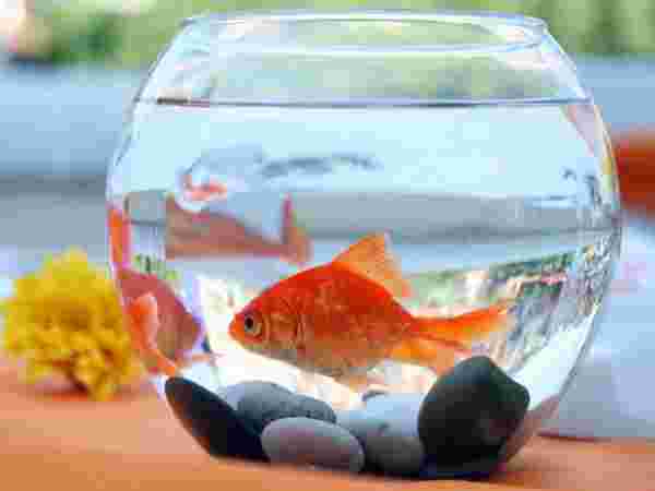  पॉल्ट्री फार्म/ मछली पालन कमाई का जबरदस्‍त जरिया 