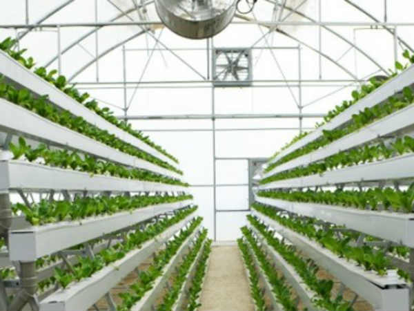 खास चीजें उगाना शुरू किया