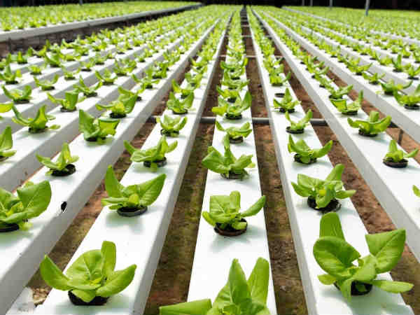 हासिल हो रही कामयाबी