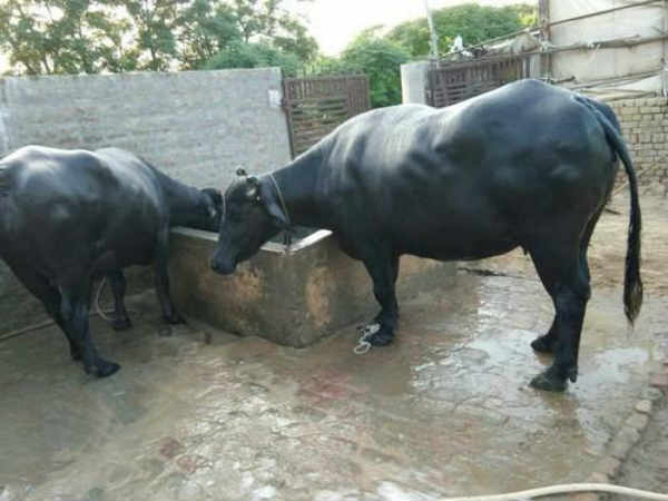 पोर्टल पर मिलेगी सारी जानकारी