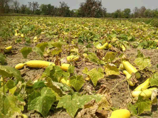 गोधन न्याय योजना