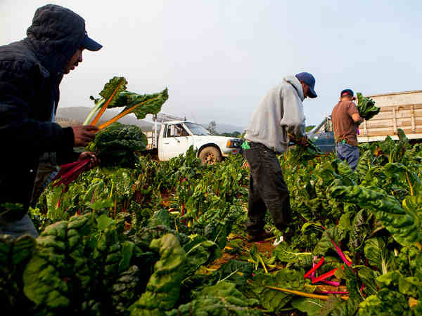 बंद किया कीटनाशक बिजनेस