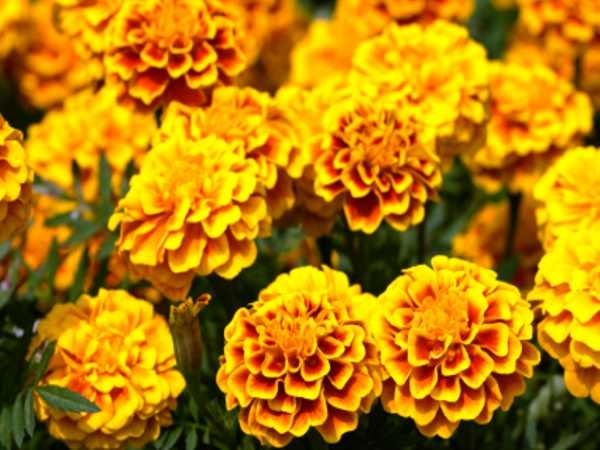 कहां से ली खेती की जानकारी