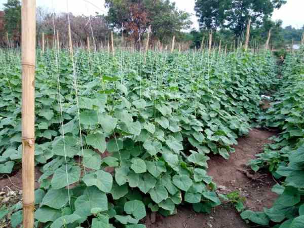 60 दिनों में फसल तैयार