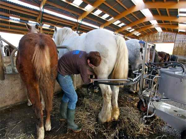 कितनी है एक किलो दूध की कीमत