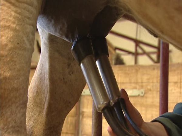 कितनी है फ्रैंक के ग्राहकों की संख्या