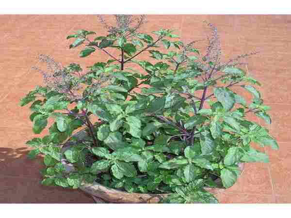  तुलसी की ड‍िमांड में भी तेजी