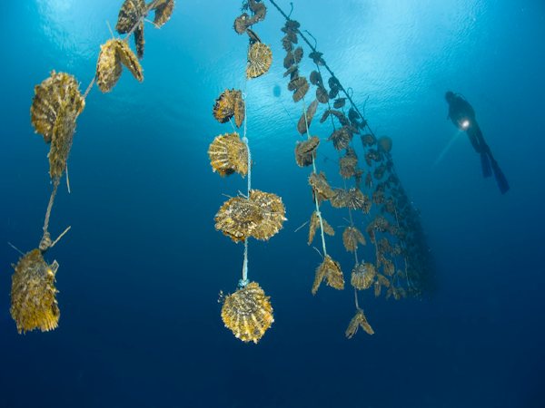 कहां से मिलेंगे सीप