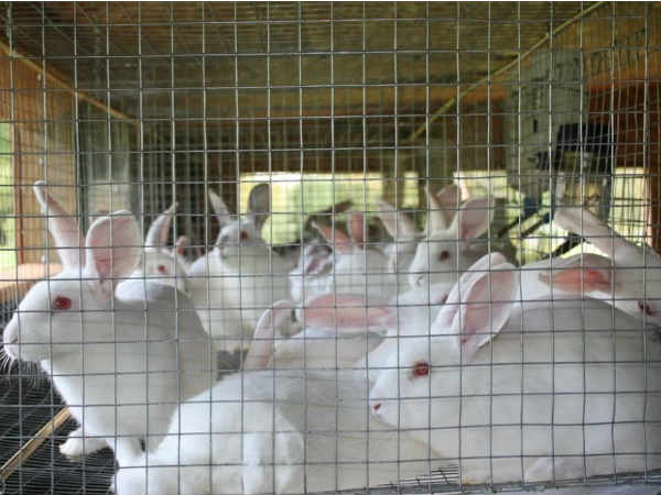 कितने पैसों की होगी जरूरत