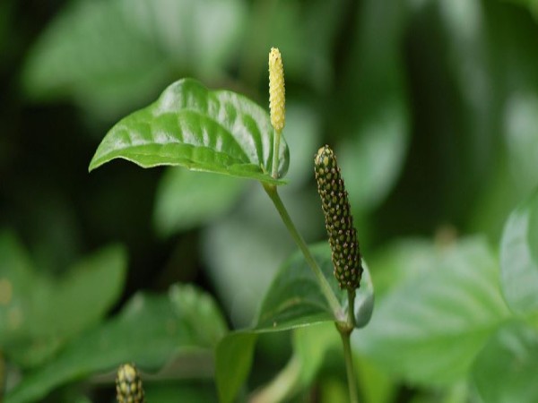 सरकार देती है बढ़ावा